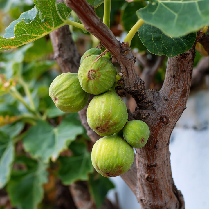 Nová záhrada - figy